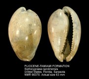 PLIOCENE-TAMIAMI FORMATION Siphocypraea carolinensis